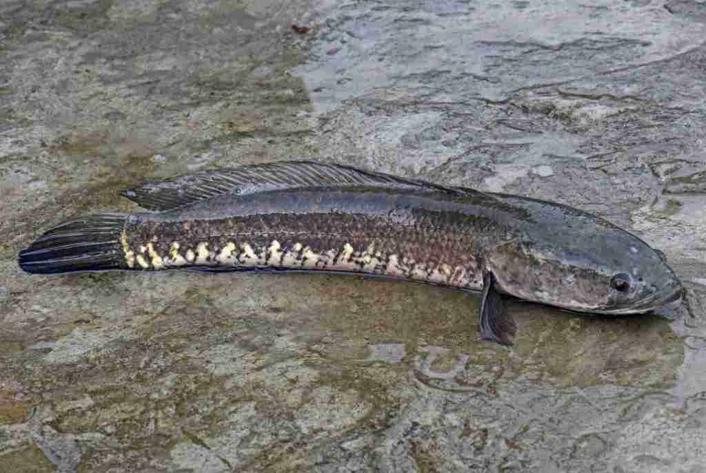 Ikan apa2; παζλ online από φωτογραφία