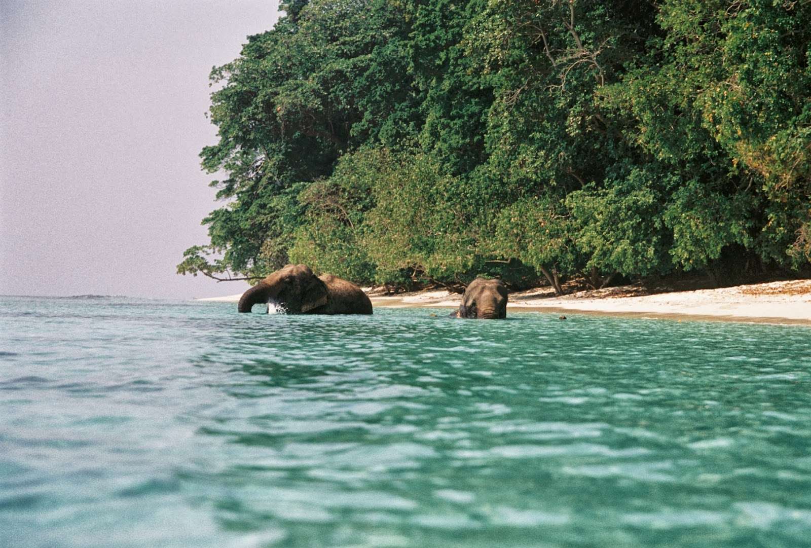 Το νησί Andaman και Nicobar παζλ online από φωτογραφία
