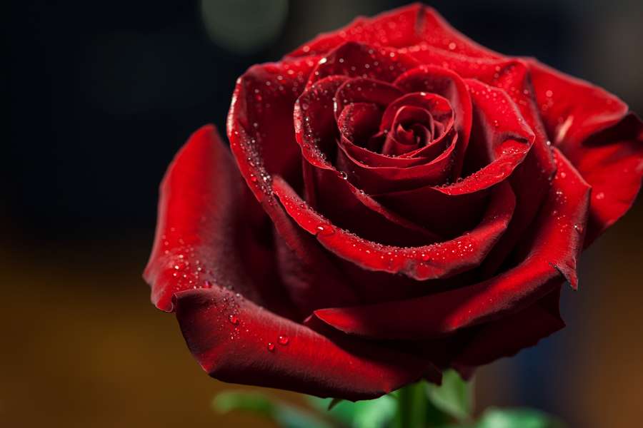 картинка розы онлайн-пазл
