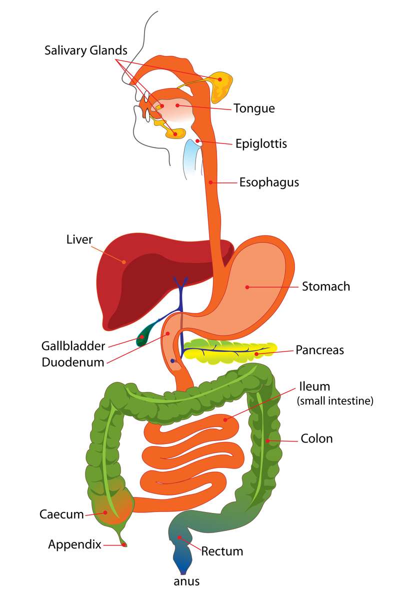 Le système digestif puzzle en ligne à partir d'une photo