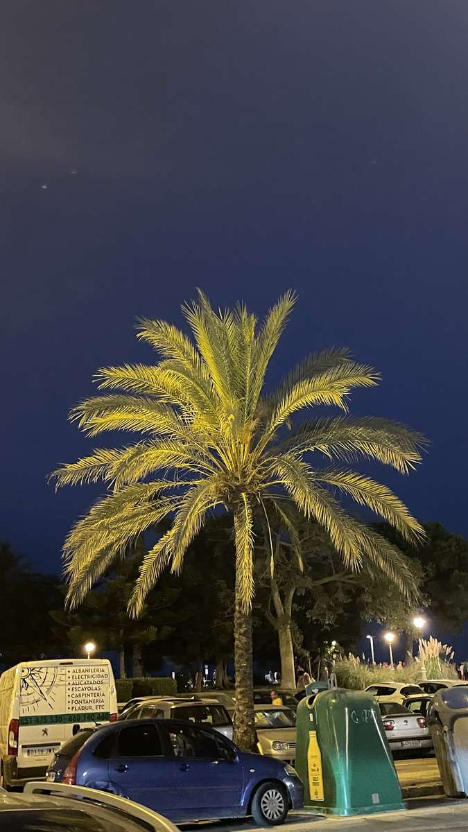 Palmier la nuit puzzle en ligne à partir d'une photo