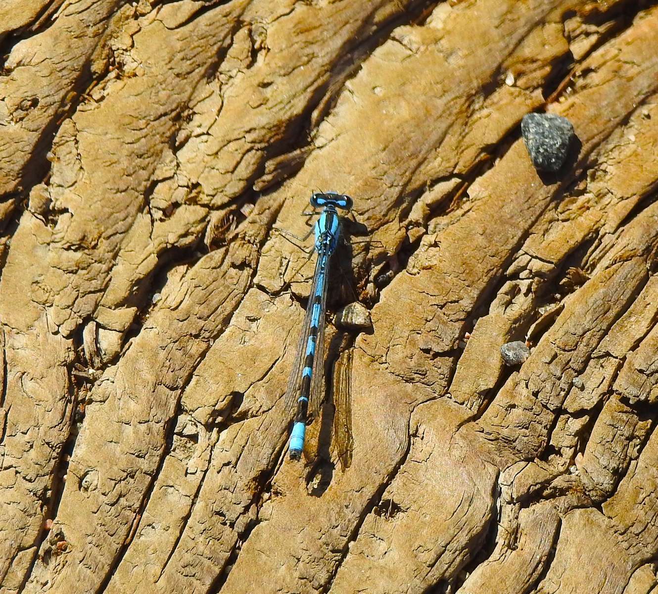 Lori's Damsel Fly online puzzle