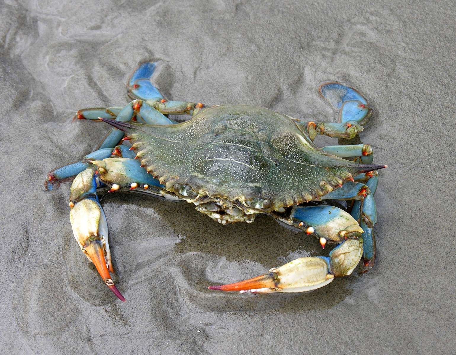 crab albastru puzzle online