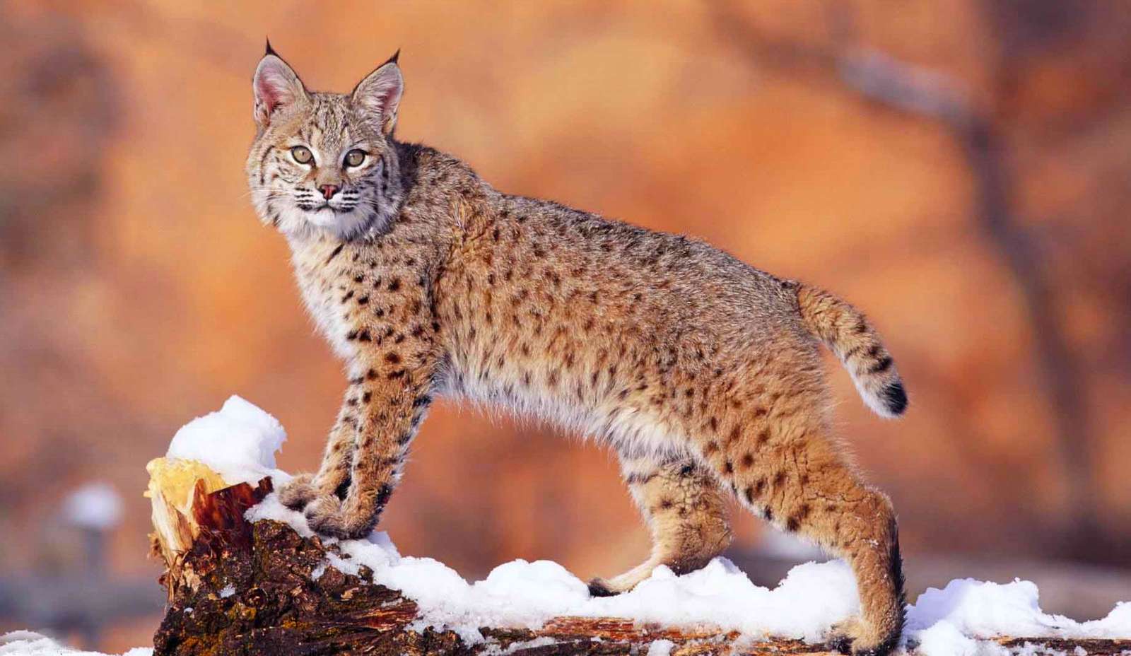 Common lynx puzzle online from photo