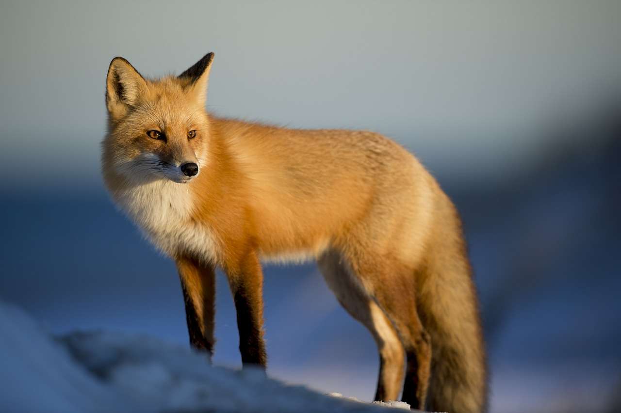 Червена лисица - характер онлайн пъзел