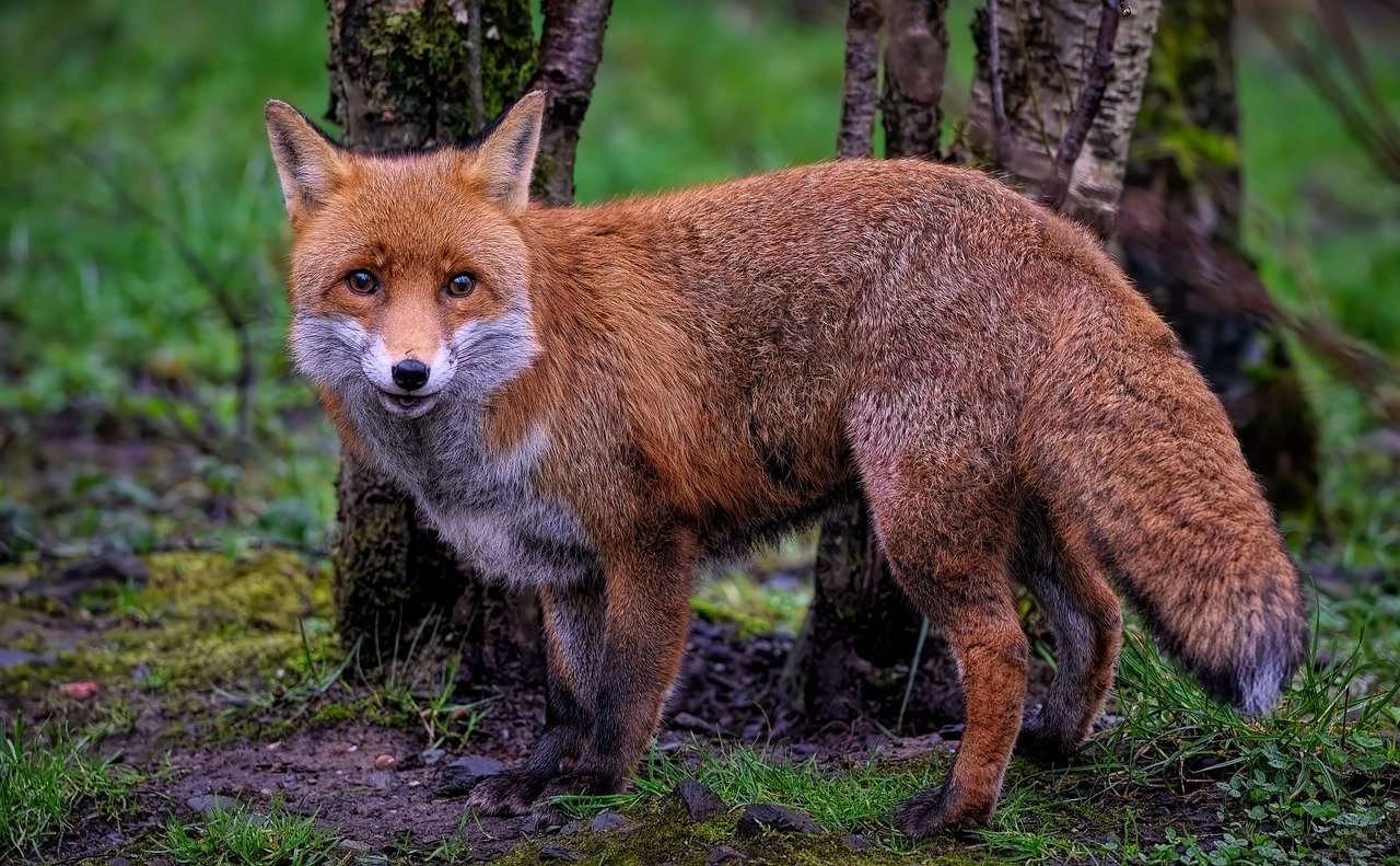 Червена лисица - характер онлайн пъзел от снимка