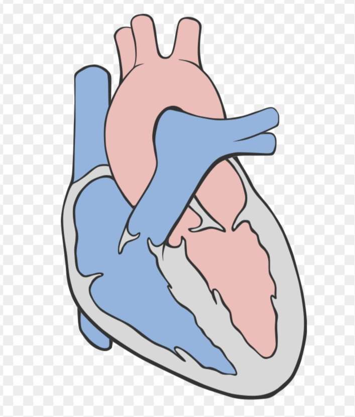 Diagrama de un rompecabezas de corazón. rompecabezas en línea