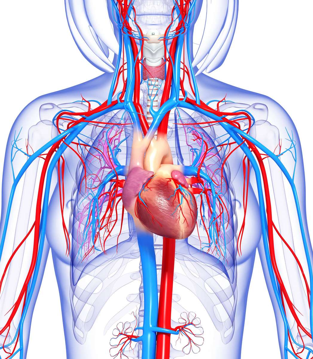 Circulatory System Model online puzzle