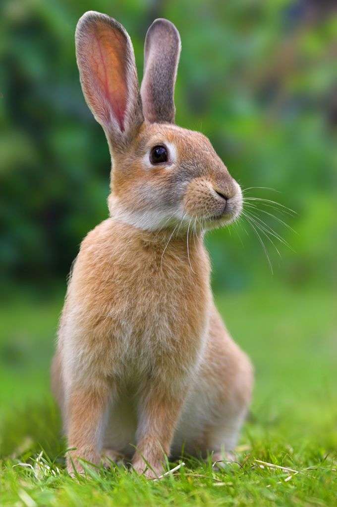 konijn heel schattig konijn konijn konijn konijn online puzzel