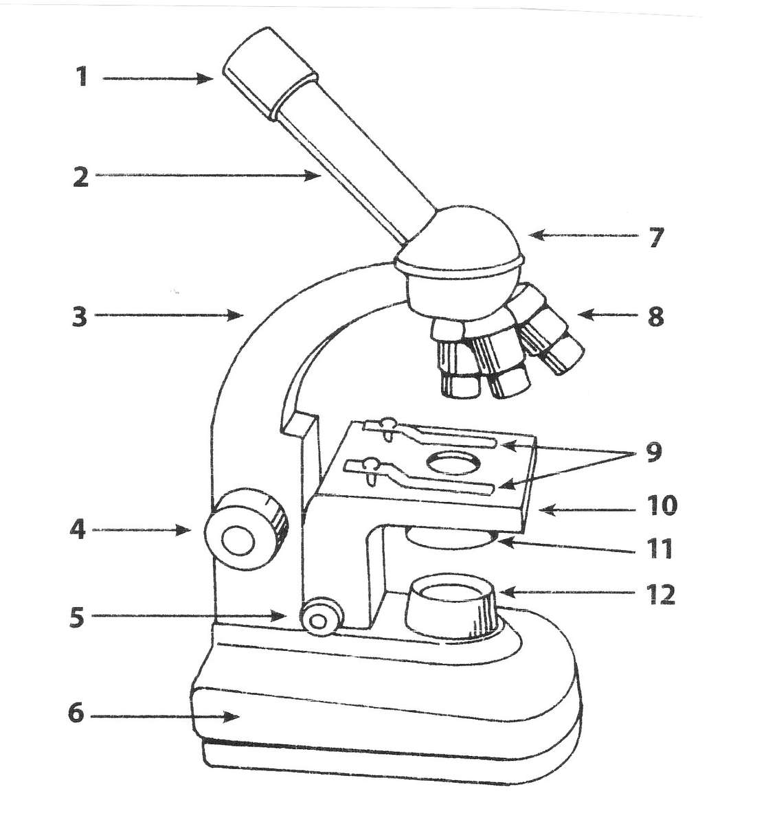 microscopio rompecabezas en línea