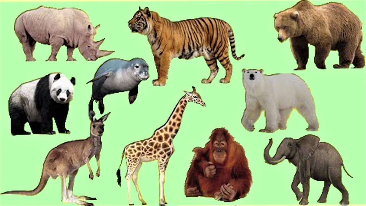 Divoká zvířata online puzzle