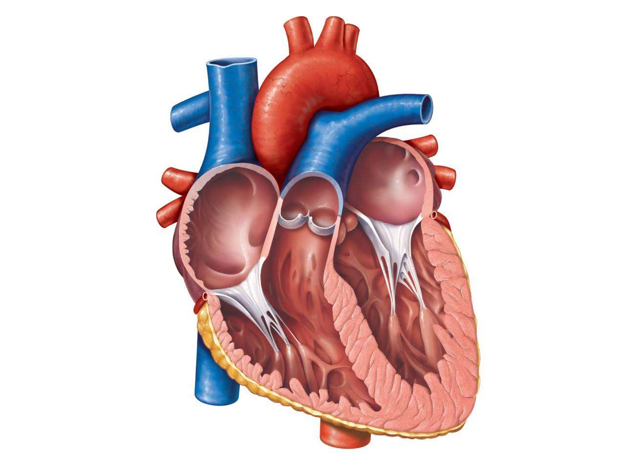 Heart diagram puzzle online from photo