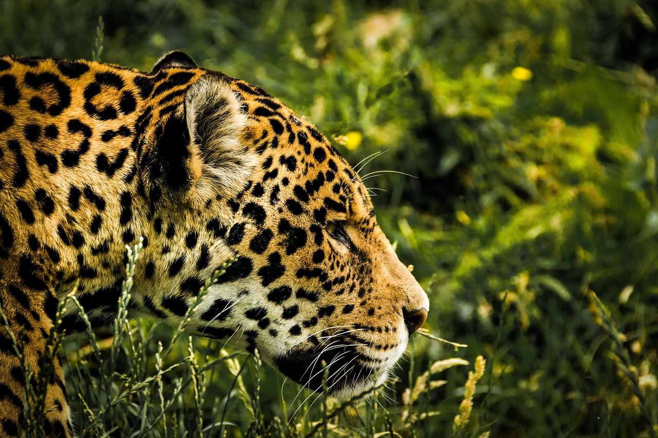 Panthera Onca online παζλ
