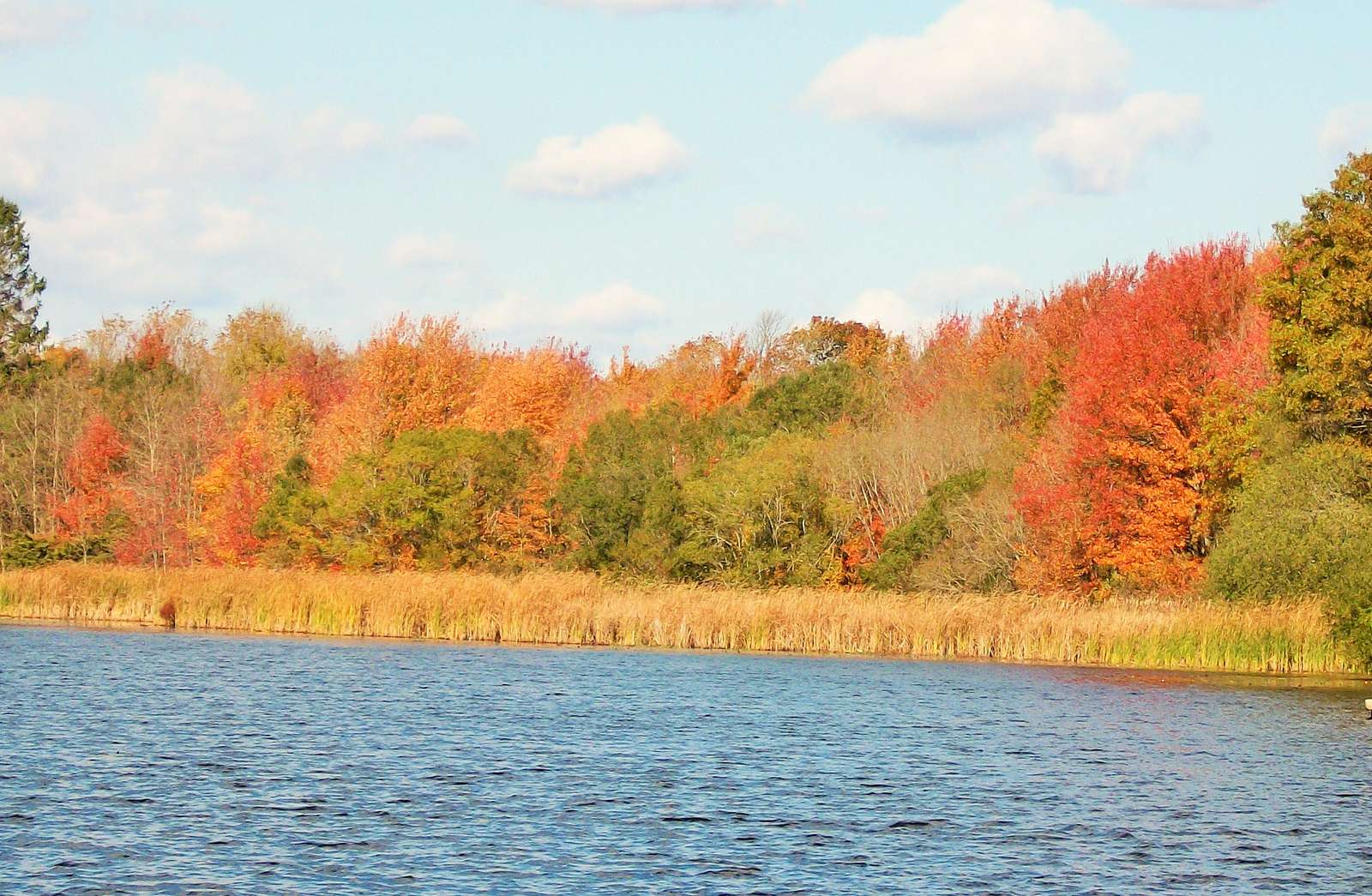 Autumn Trees By The Pond online puzzle