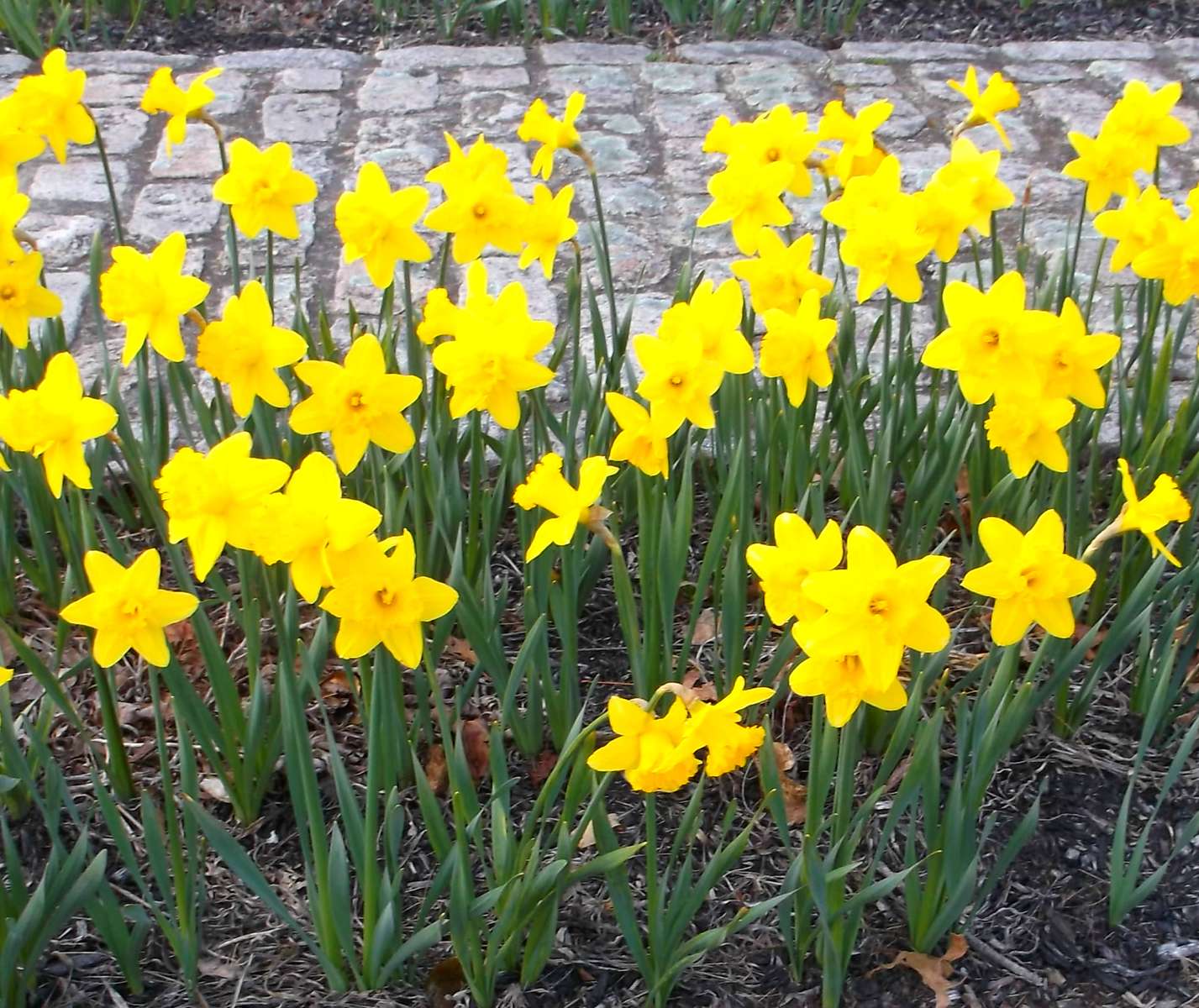 Daffodils puzzle online from photo