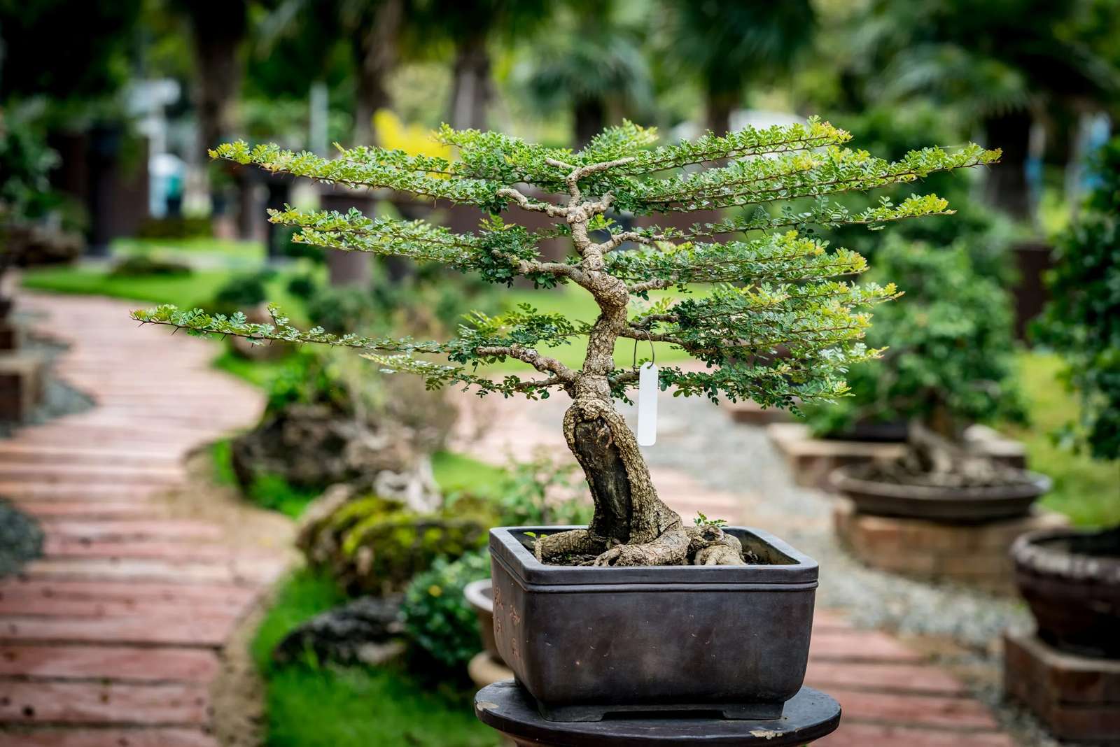 Albero dei bonsai nel flusso puzzle online da foto