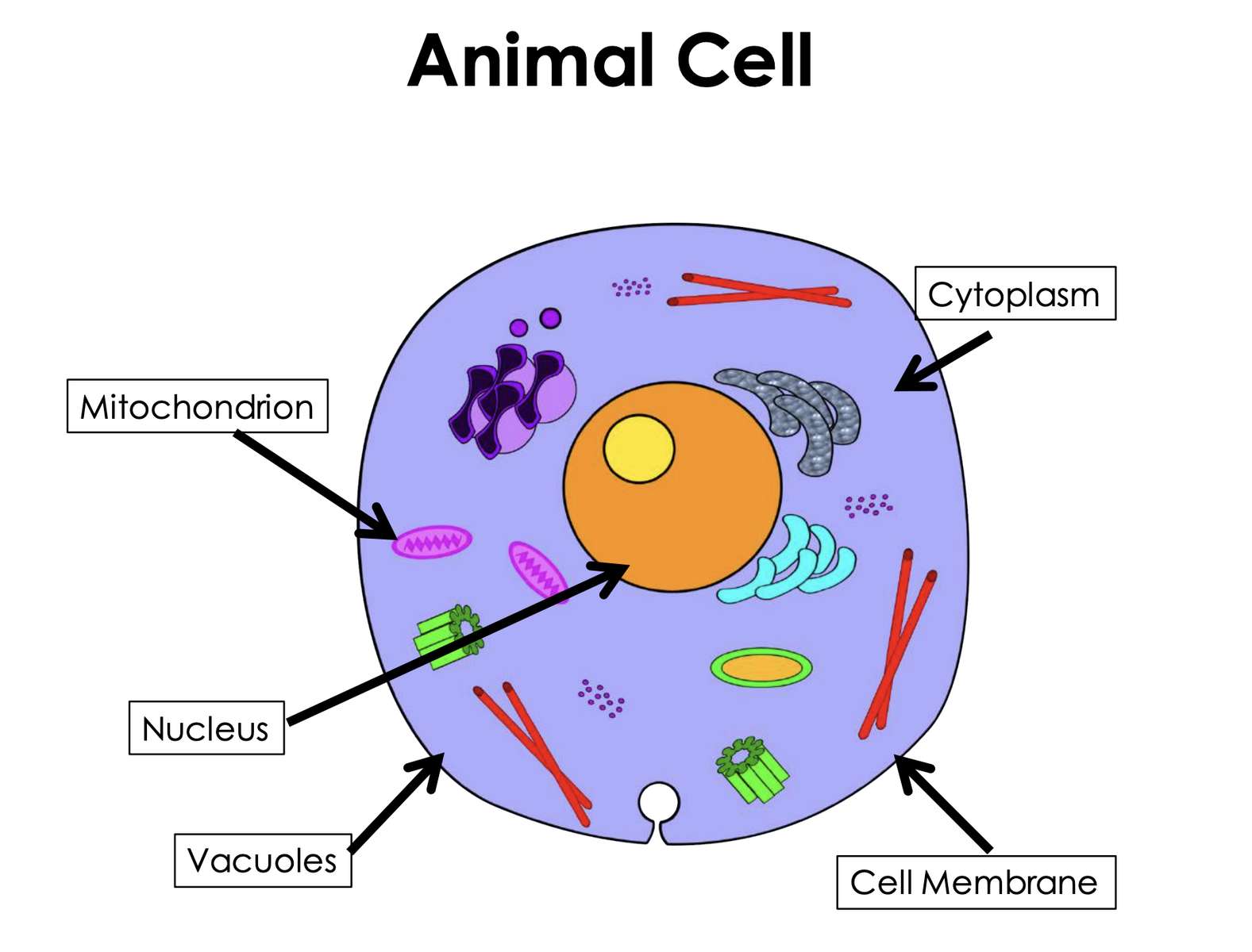 Тваринна клітина скласти пазл онлайн з фото