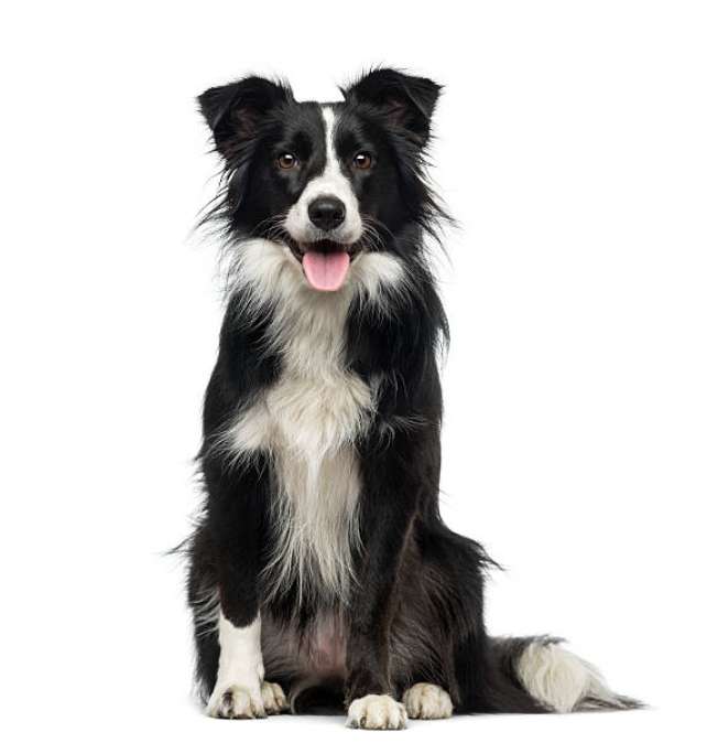 Collie-hond puzzel online van foto