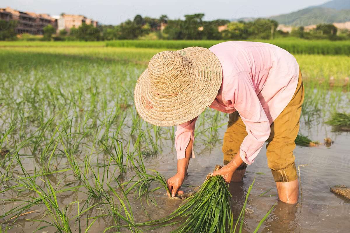 transplante de mudas de arroz puzzle online a partir de fotografia