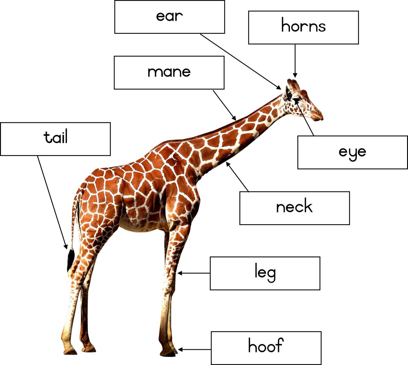 Giraffe labels puzzle online from photo