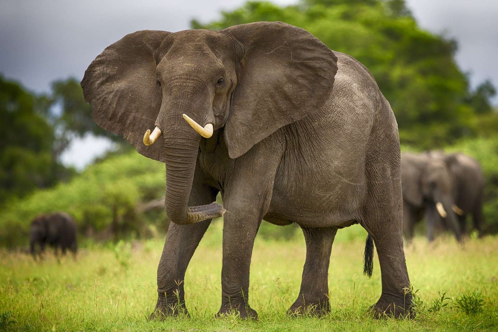 Африканский слон пазл онлайн из фото