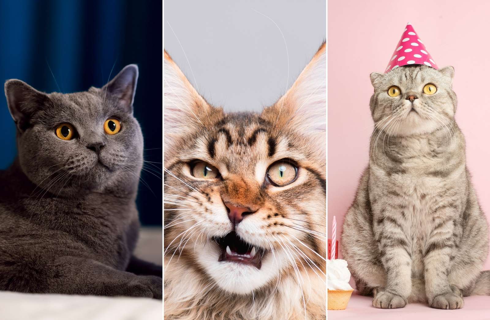 pisici de petrecere puzzle online din fotografie