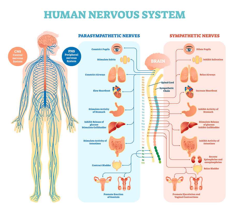 Sistema nervoso puzzle online
