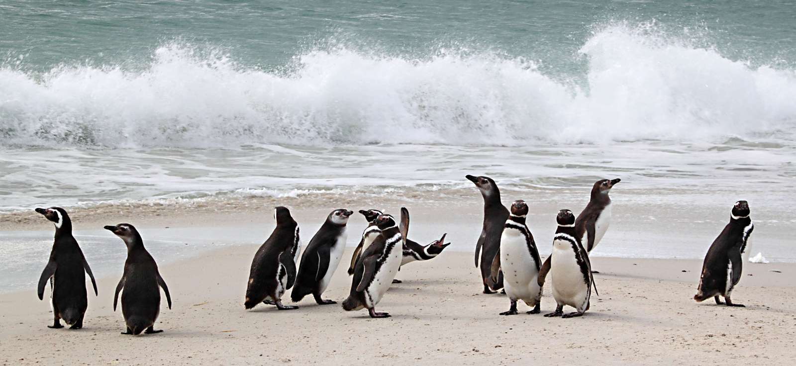 Магеллановы пингвины. онлайн-пазл
