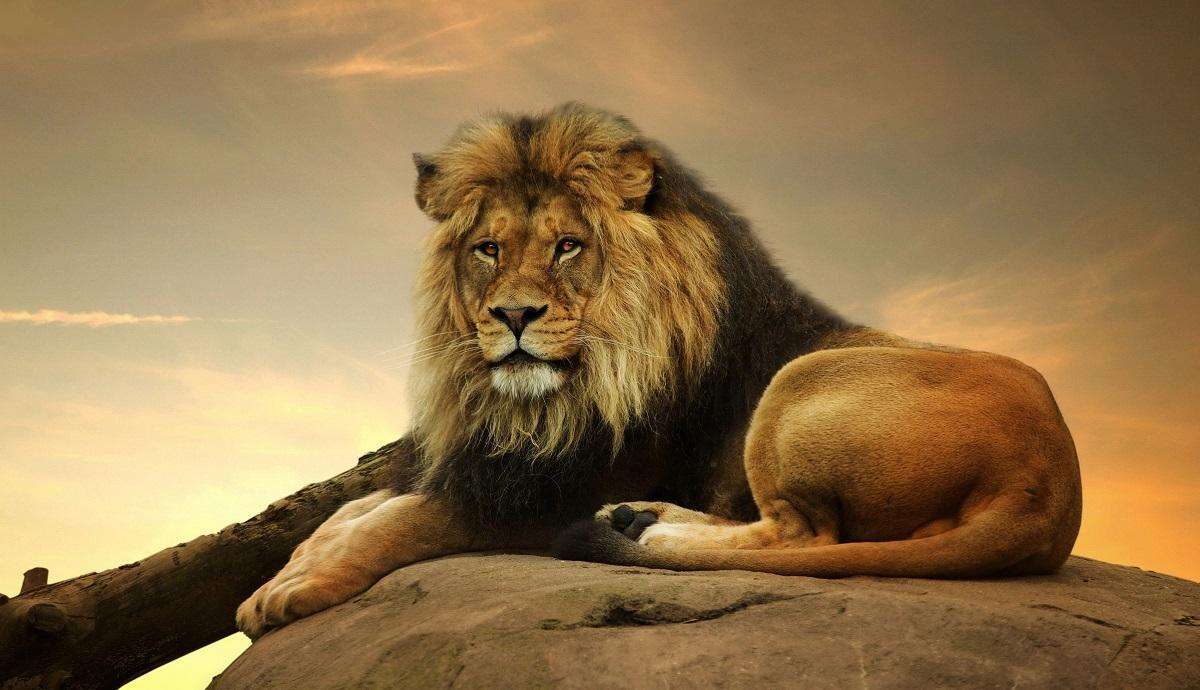 lejon-bild pussel online från foto
