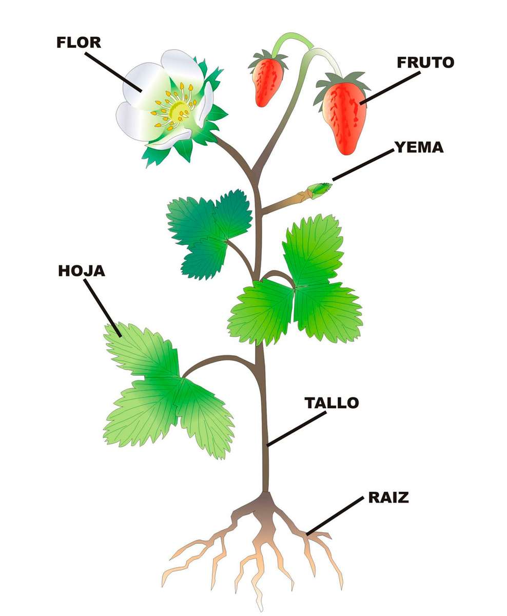 la planta y sus partes rompecabezas en línea