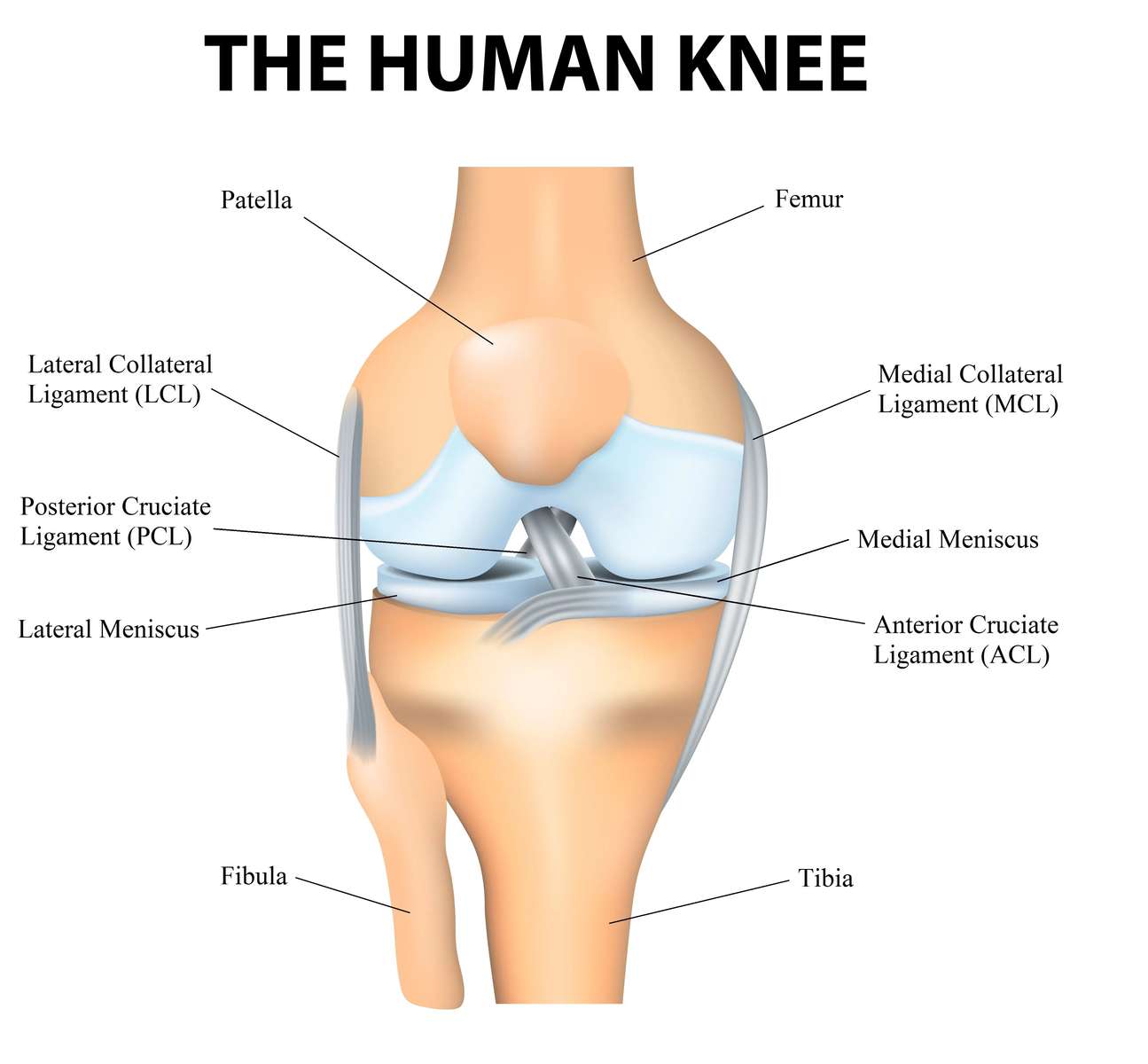 anatomía de la rodilla puzzle online a partir de foto