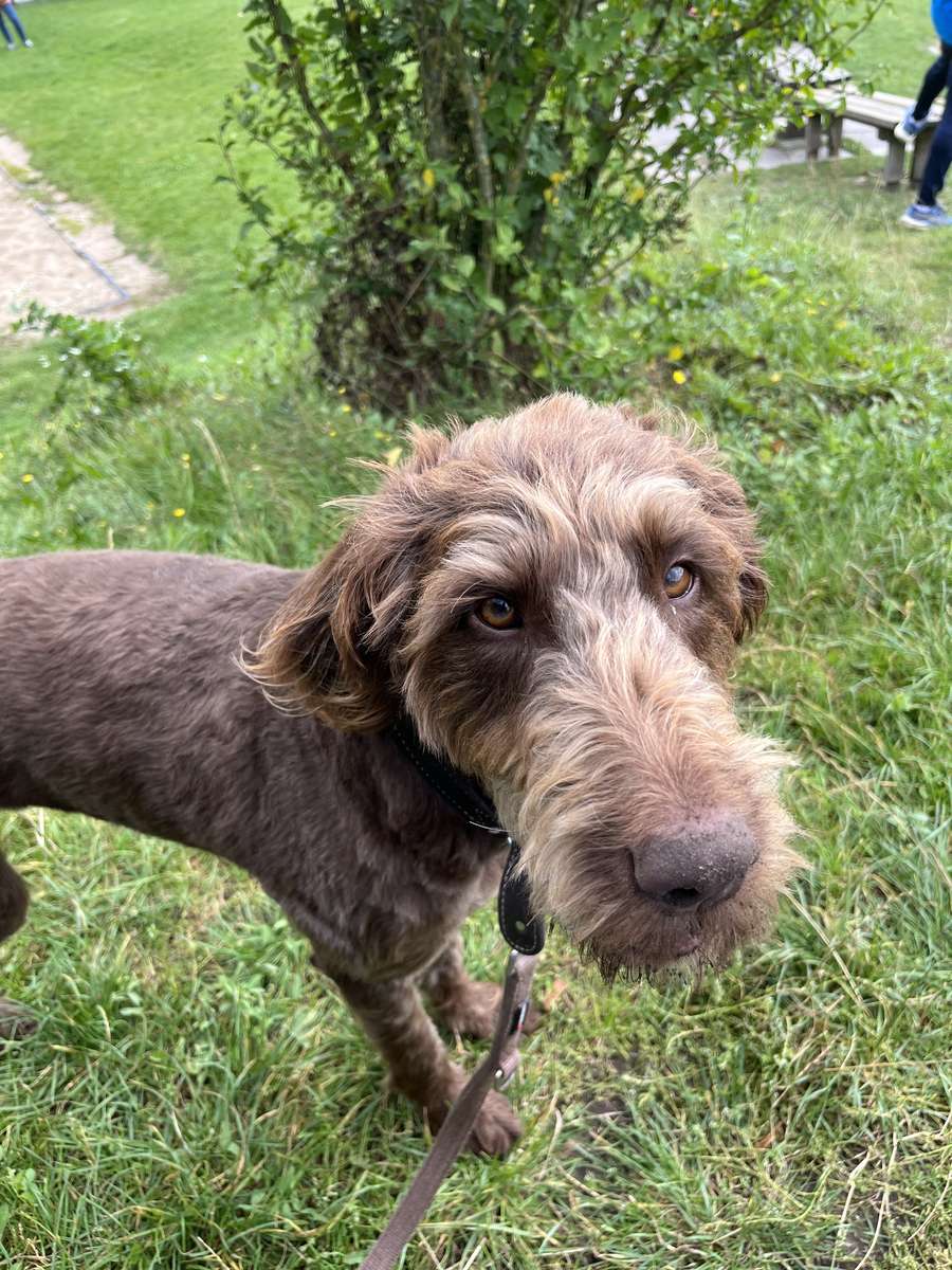 perro emma rompecabezas en línea