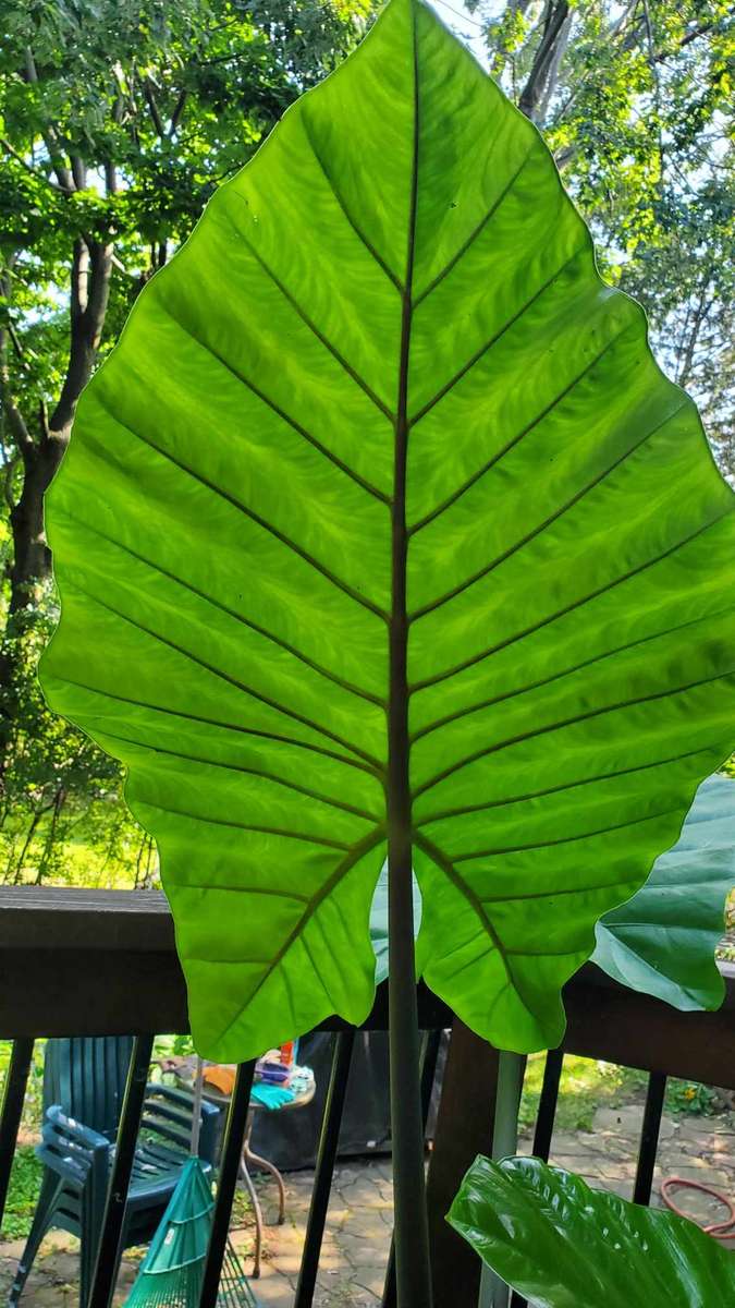 colocasia puzzle online from photo
