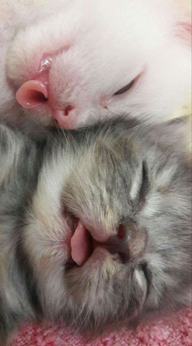 χαριτωμένα γατάκια παζλ online από φωτογραφία