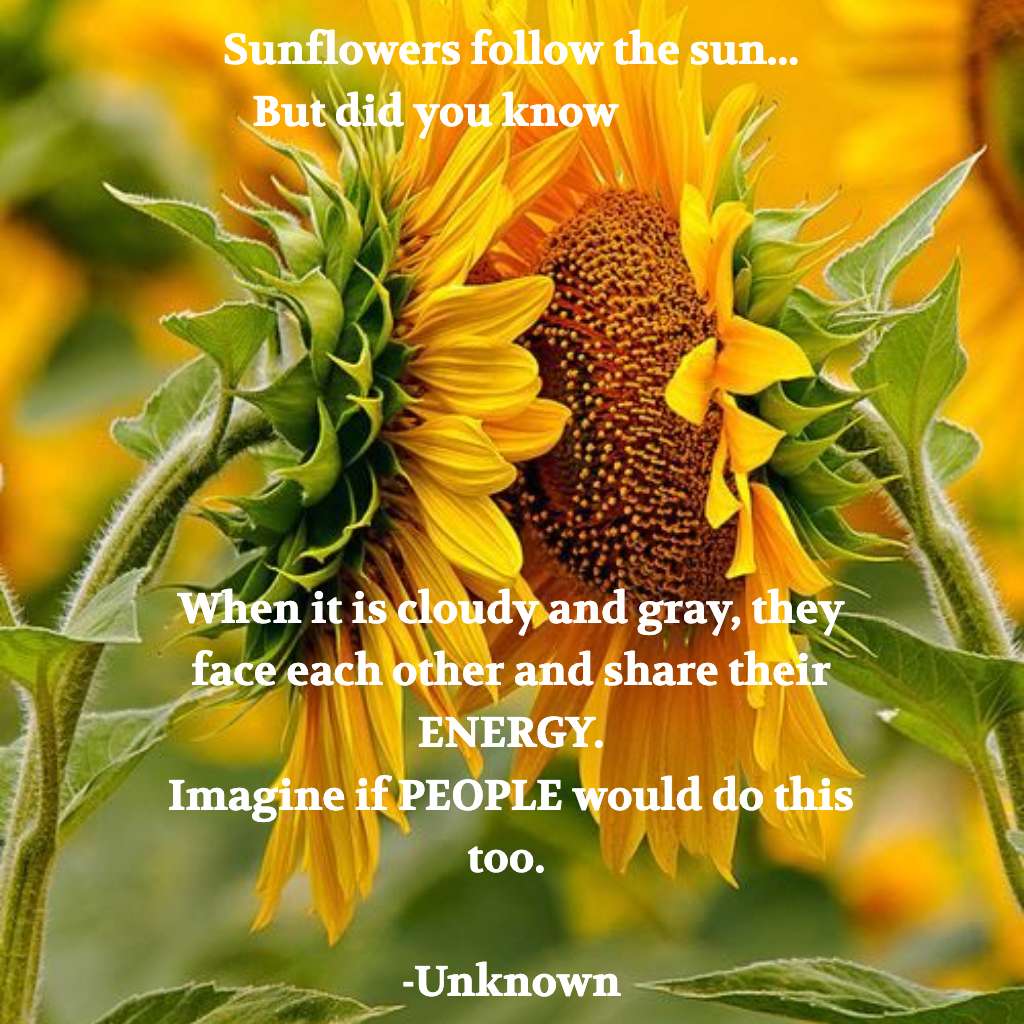 Floarea soarelui puzzle online