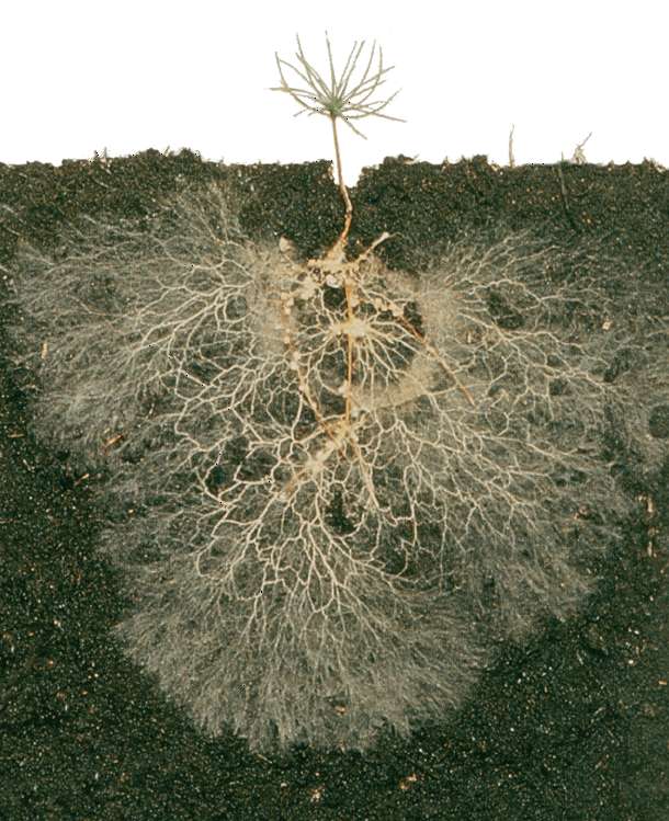 svamp mykorrhiza Pussel online