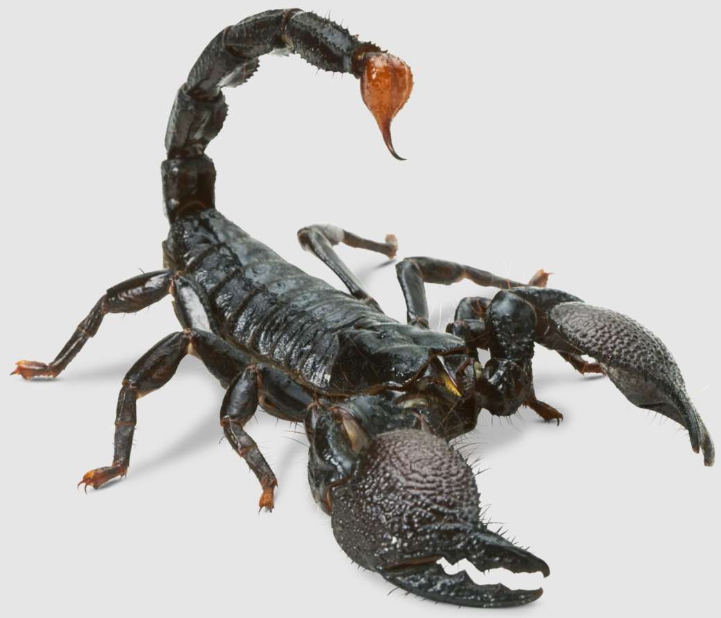 skorpion Pussel online