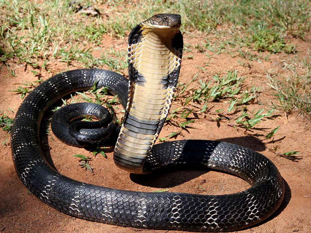 королівська кобра онлайн пазл