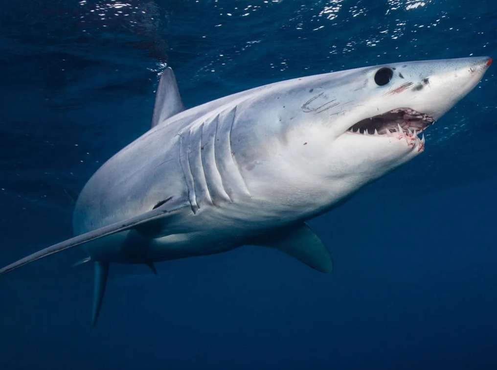тигровая акула онлайн-пазл