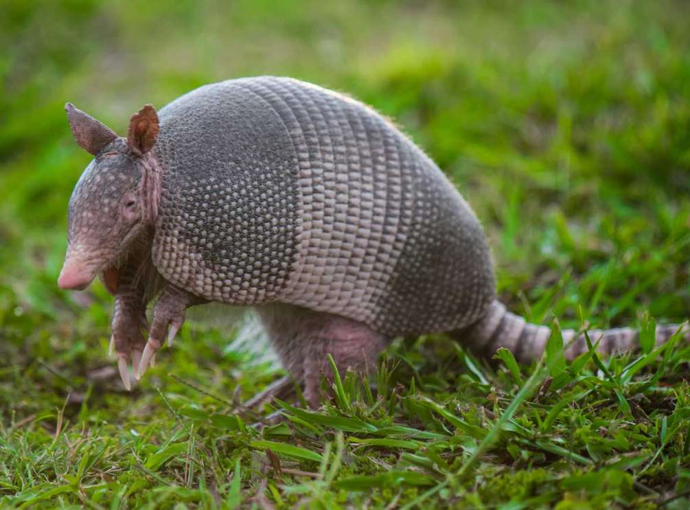 armadillo puzzle online from photo