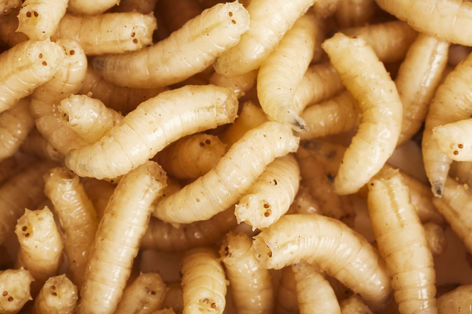 maggots yummy online puzzle