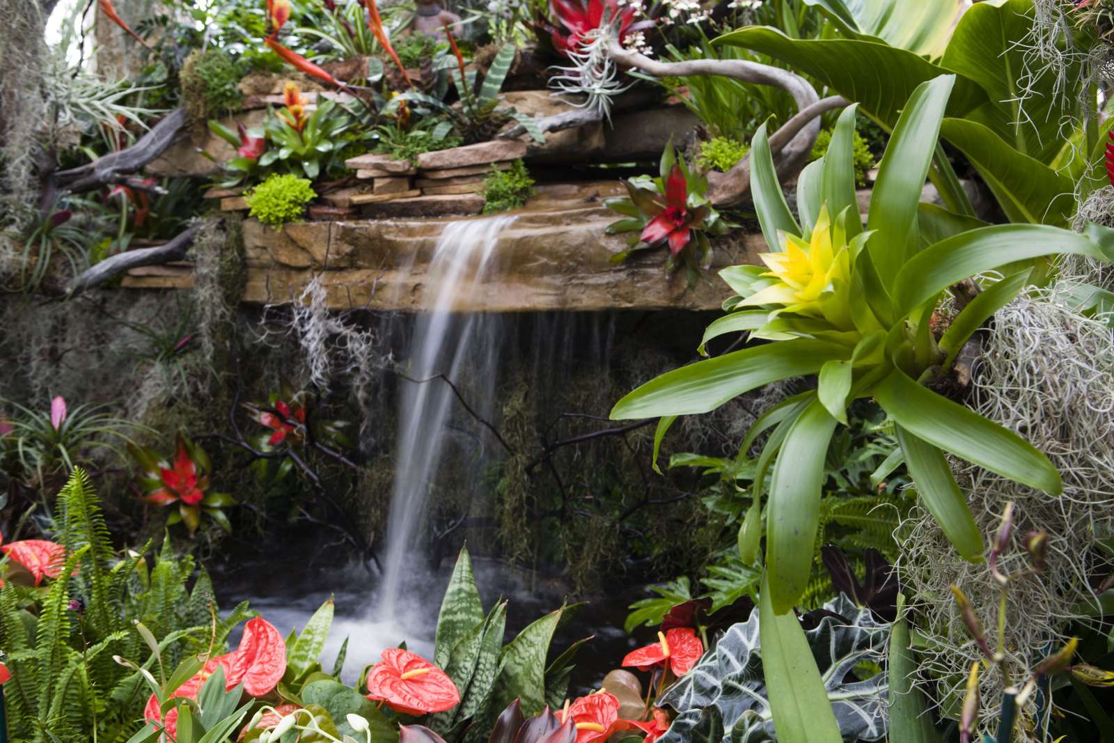 Tropisk blommande episk pussel online från foto