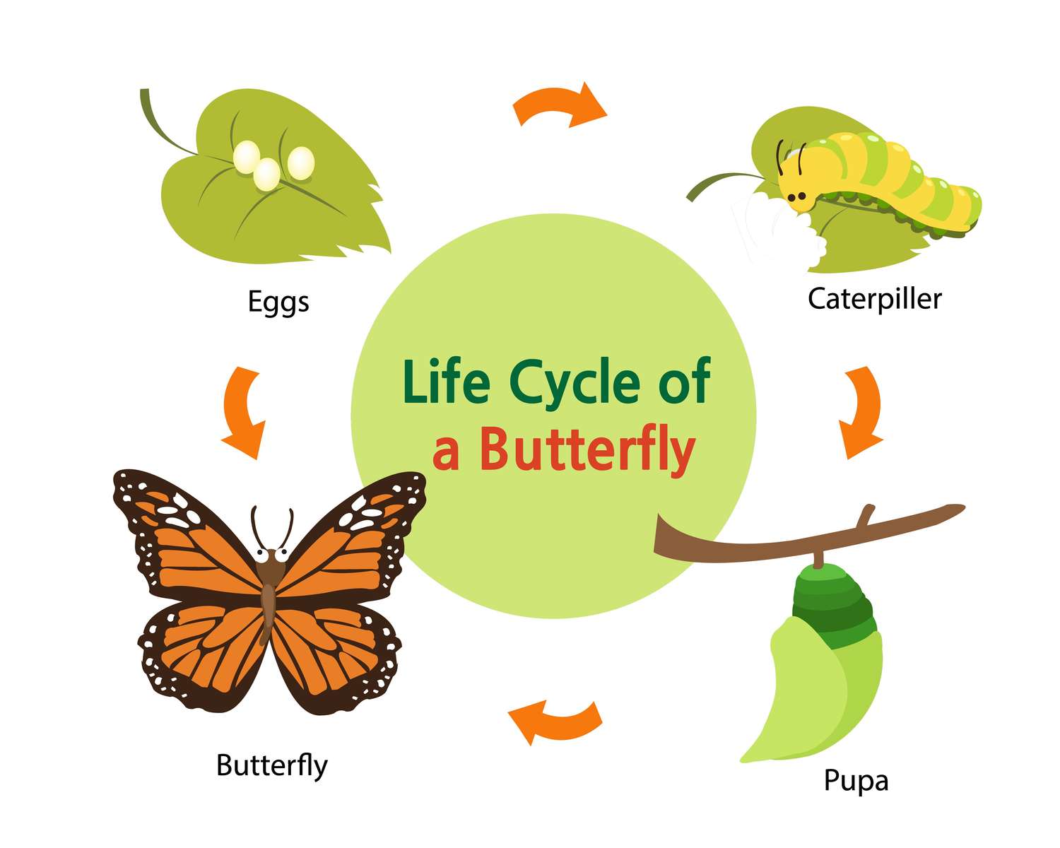 životní cyklus motýla online puzzle