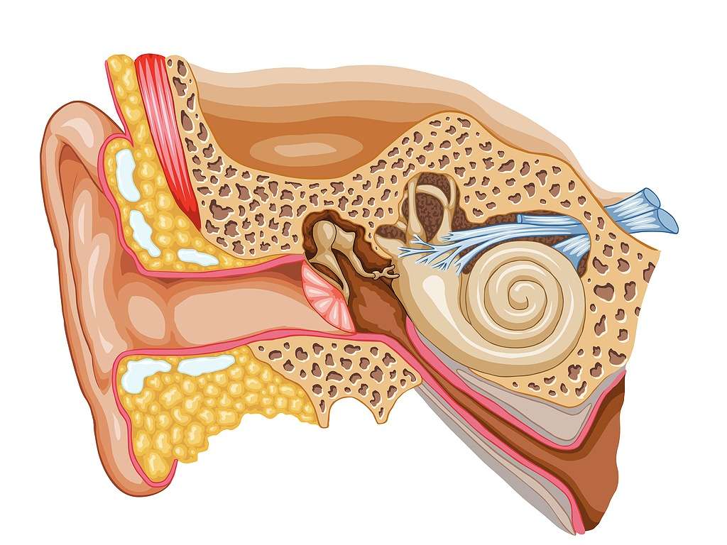 耳器官 オンラインパズル