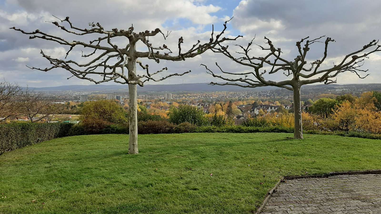 Plane trees puzzle online from photo