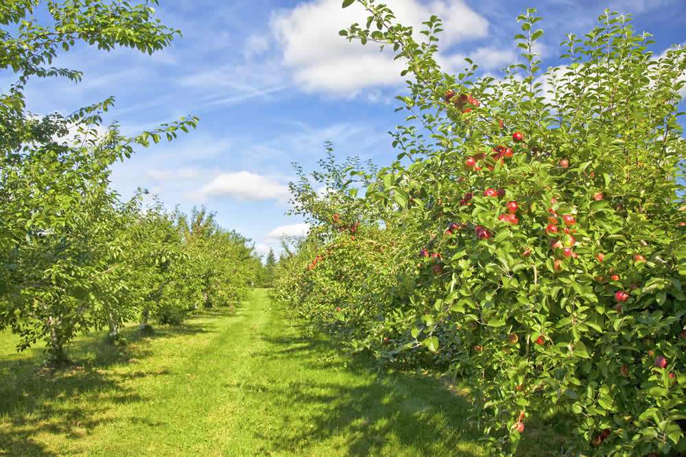 Autumn orchard puzzle online from photo