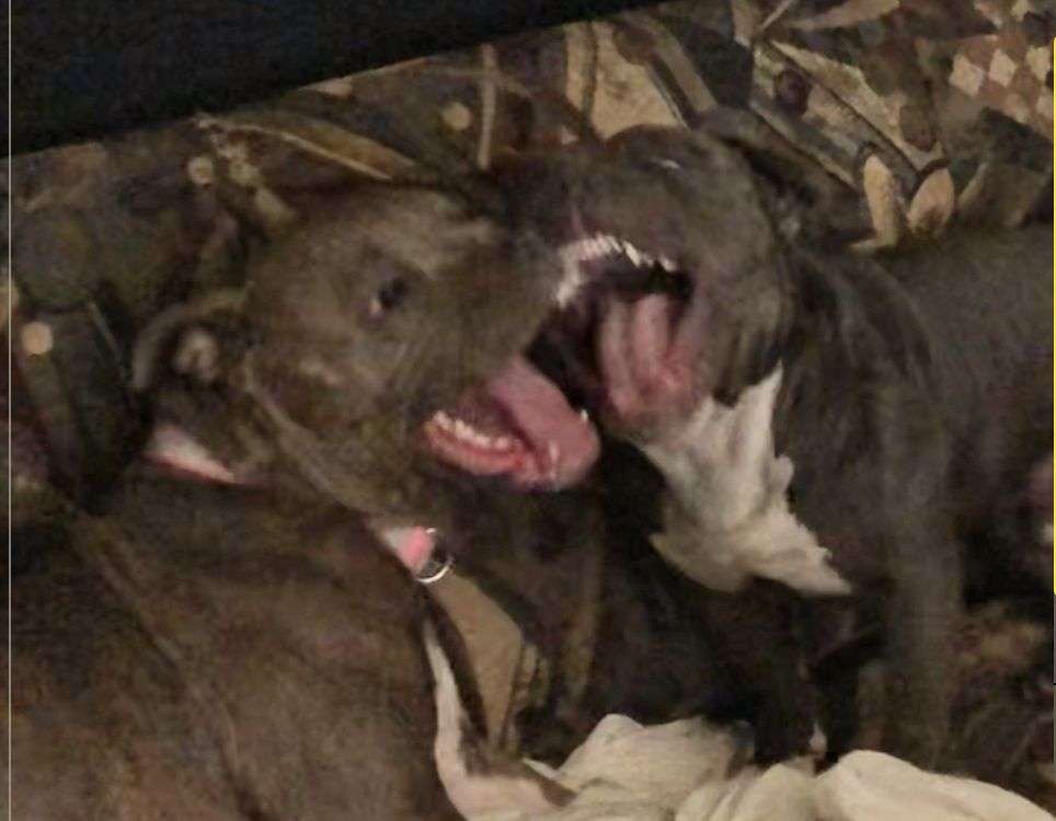 Dos perros simplemente jugando a caballo rompecabezas en línea