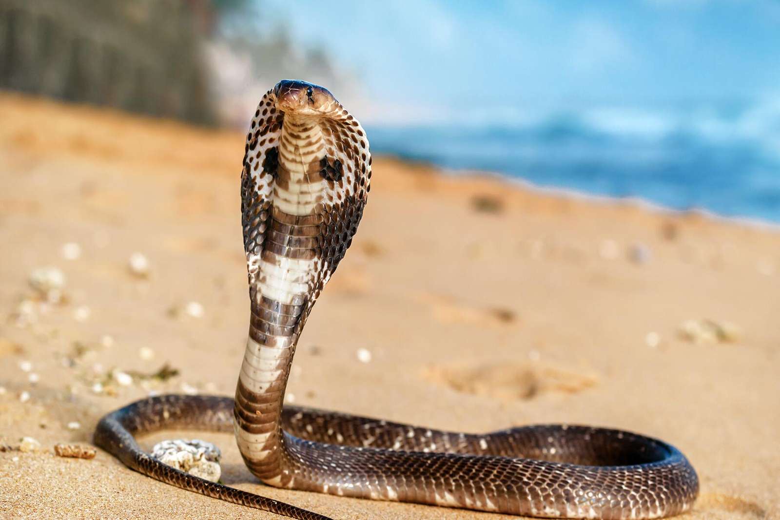 Королівська кобра онлайн пазл