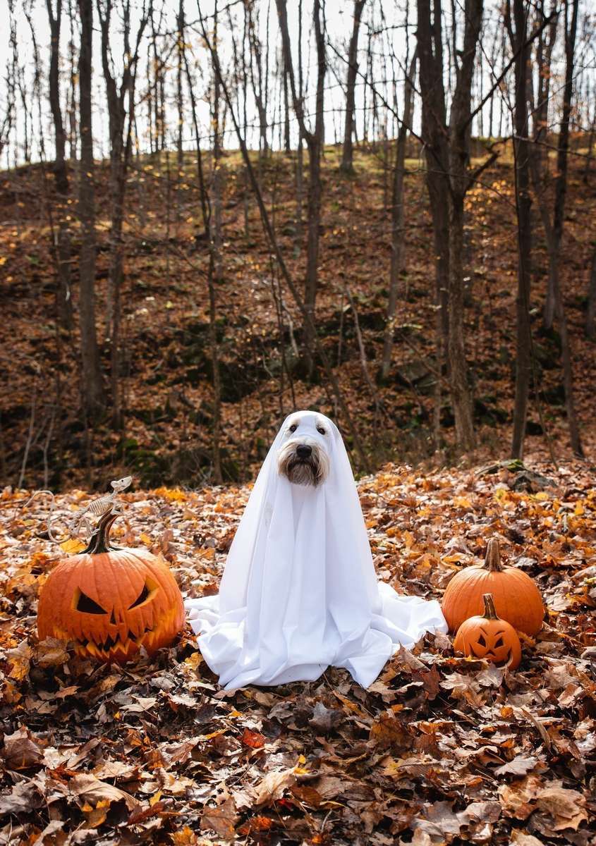 Chien fantôme d'Halloween puzzle en ligne à partir d'une photo