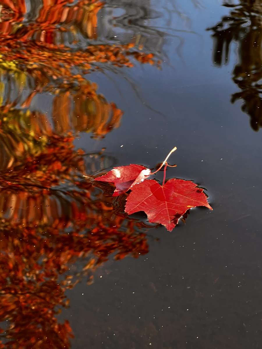 Reflekterande blad pussel online från foto